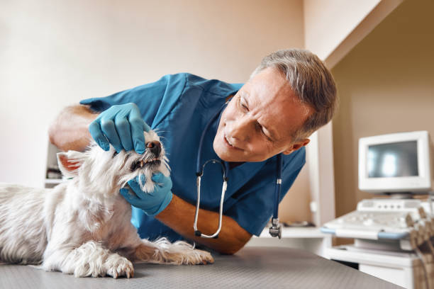 Best Emergency Root Canal Treatment in Sabetha, KS